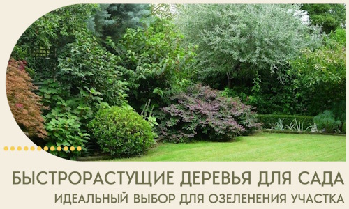 Быстрорастущие деревья для сада идеальный выбор в Бугуруслане