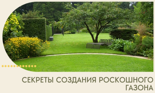 Секреты создания роскошного газона в Бугуруслане